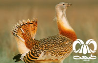 راسته میش مرغیان (Gruiformes)